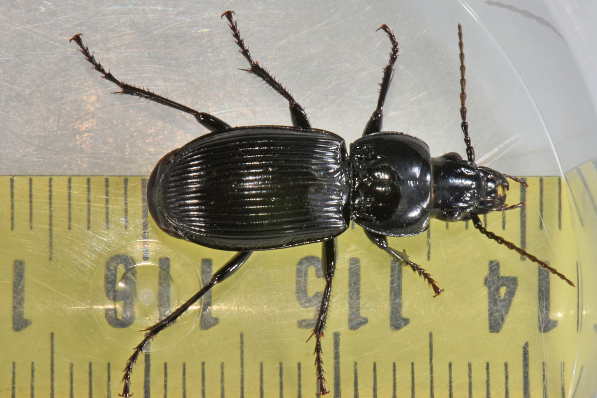 Carabidae: Pterostichus melas?  S, femmina